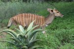 Mkuze Nyala (4)