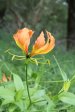 Mkuze Rhodesian flame (5)
