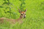 Mkuze Steenbok
