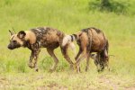 Mkuze Wild dog (15)