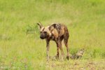 Mkuze Wild dog (16)