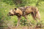 Mkuze Wild dog (19)