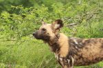 Mkuze Wild dog (20)