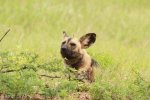 Mkuze Wild dog (21)