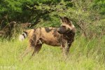 Mkuze Wild dog (41)