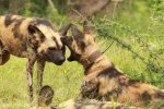Mkuze Wild dog (44)