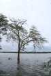 Mkuze fever trees at pan (2)