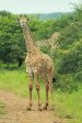 Mkuze giraffe (3)