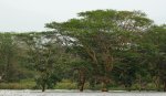 Mkuze pan trees