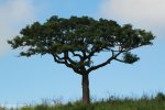 Mkuze trees (1)