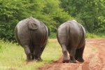 Mkuze white Rhino couple (1)