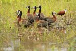 Mkuze white faced duck (1)