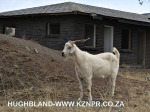 Rietvlei-Craigie-burn-Dam-resort-buildings-22