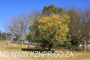 Mooi River - Greenfields - Piccione - 684