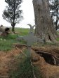 mooi-river-cemetary-31257-dr-wj-smith-7th-batt-rfa