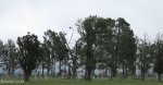 mooi-river-cemetary-no-4-general-hospital-views-2
