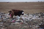 mooi-river-landfill-cows-eating-plastic-s-29-12-548-e-30-01-1