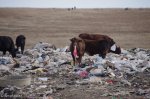 mooi-river-landfill-cows-eating-plastic-s-29-12-548-e-30-01-2