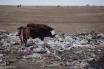 mooi-river-landfill-cows-eating-plastic-s-29-12-548-e-30-01-3