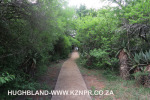 Spionkop-Mount-Alice-Monument-approach-to-summit-3