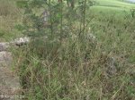 stead-douglas-pellew-cemetery-overgrown