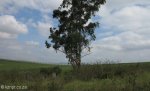 stead-general-cemetery-views-3
