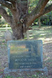 Mtunzini Cemetery - Grave - mabel & John Henry Harwin