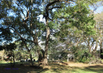 Mtunzini Cemetery - Grave - overall views (4)