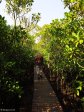 Mtunzini Board Walk (1)
