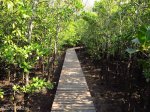 Mtunzini Board Walk (2)