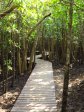 Mtunzini Board Walk (3)