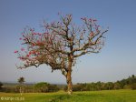 Mtunzini Coral Tree (2)