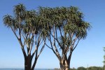 Mtunzini -  Country Club - Baines Aloes -  (1).JPG