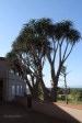 Mtunzini -  Country Club - Baines Aloes -  (2).JPG