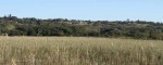 Mtunzini - Nature Reserve - (94)