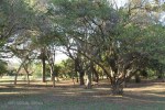Mtunzini - Parklands -  (1)