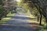Mtunzini - Umlalazi Nature reserve  (58)