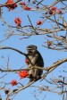 Mtunzini - Umlalazi Nature reserve  (60)