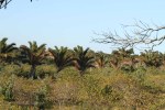 Mtunzini - Umlalazi Nature reserve  (61)