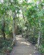 mtunzini-rafia-palm-monument-s28-57-458-e-31-45-668-elev-3m-1