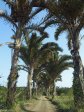 mtunzini-rafia-palm-natures-way-s-28-57-458-e-31-45-943-elev-1m-1