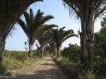 mtunzini-rafia-palm-natures-way-s-28-57-458-e-31-45-943-elev-1m-3