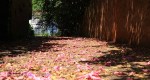 Morningside - Hollander Crescent -  (3)
