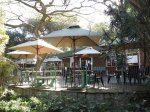 berea-botanic-garden-tea-garden-s-29-50-717-e-31-00-437-elev-15m-1