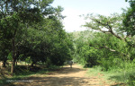 Nagle Dam camp site (3)