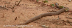 Ndumo Game Reserve cobra