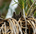 Ndumo Game Reserve eagle owl (2)