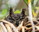 Ndumo Game Reserve eagle owl (3)