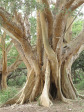 Ndumo Game Reserve fig  & fever tree forest (12)