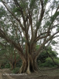 Ndumo Game Reserve fig  & fever tree forest (13)
